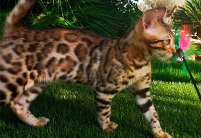 precio del gato bengali