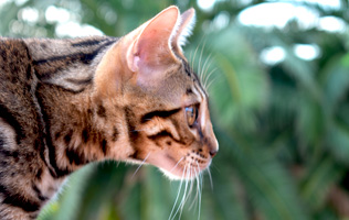 caracter&iacute;sticas del gato bengali