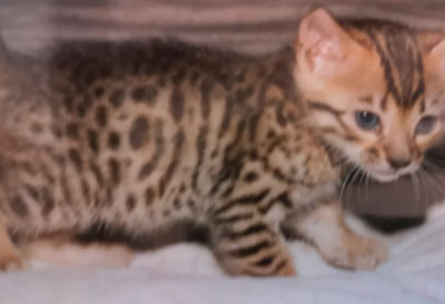 precio del gato bengali