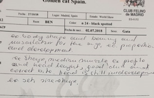 expo gato bengal&iacute;