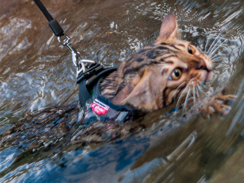 el gato bengalí en río