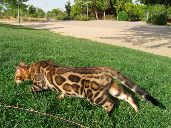 el gato bengalí en río