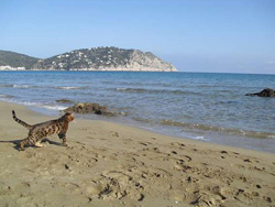 el gato bengalí en la playa